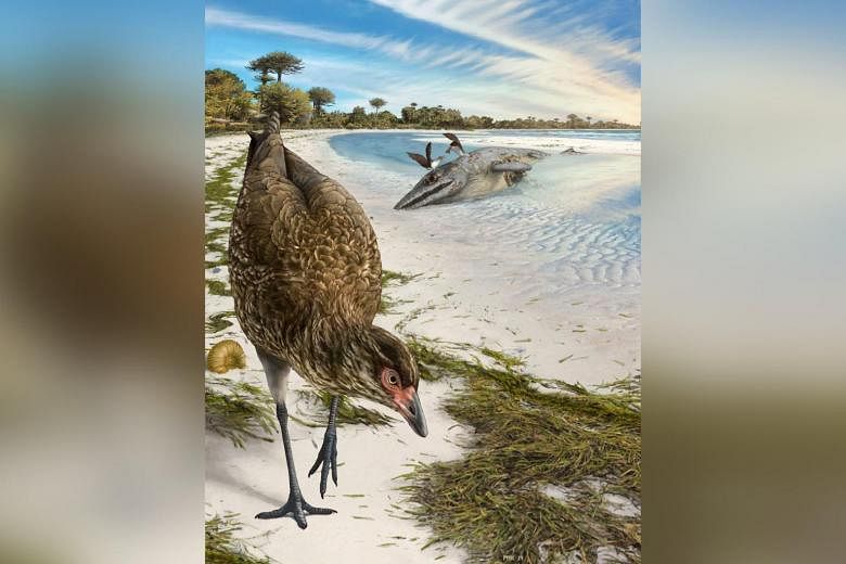 Fosil ‘Wonderchicken’ dari Belgia mengungkapkan fajar burung modern
