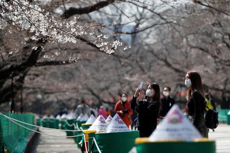 Pesta melihat bunga sakura di Jepang layu karena wabah virus corona